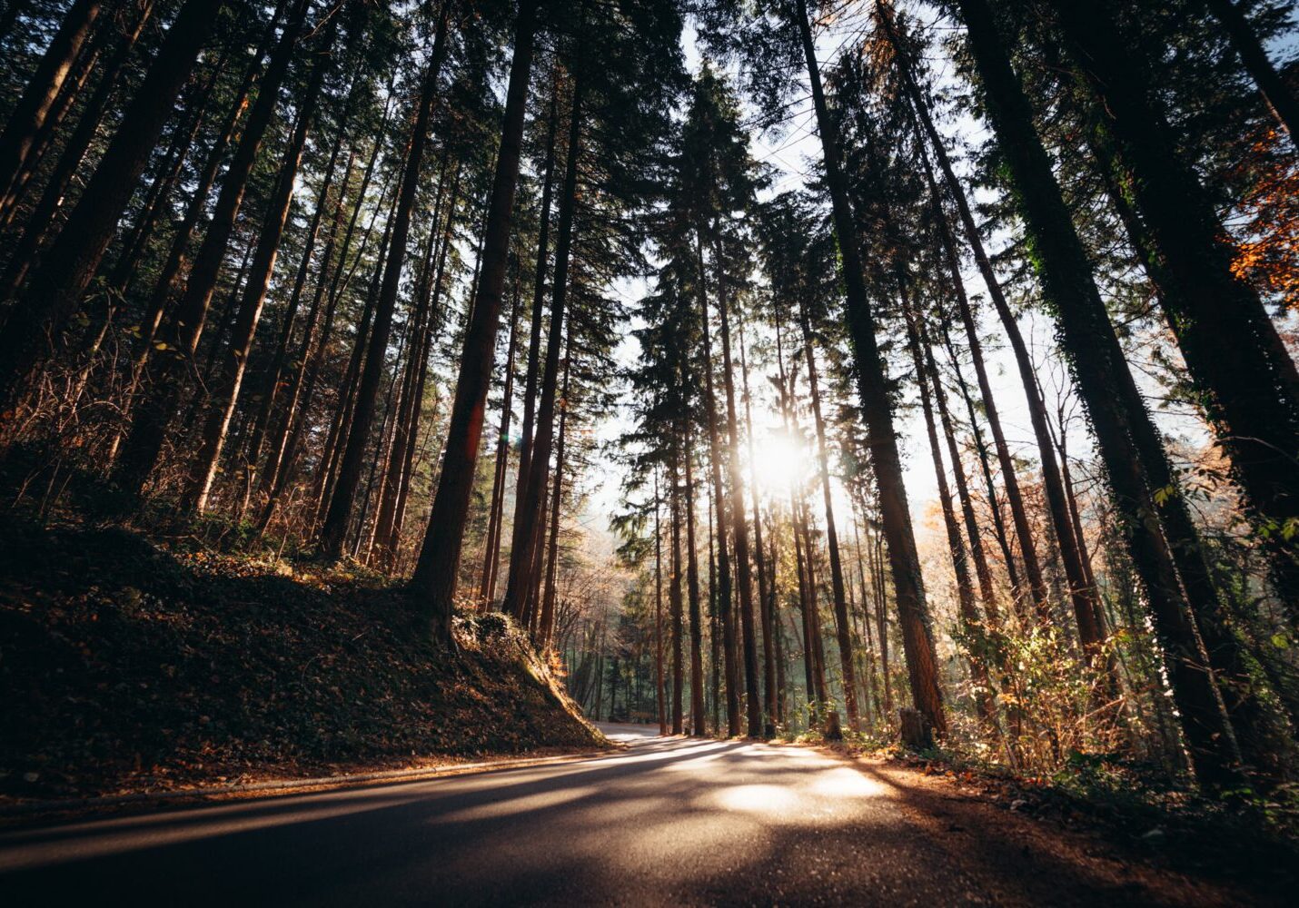 Schwarzwald Nachhaltigkeit im Film, Wald
