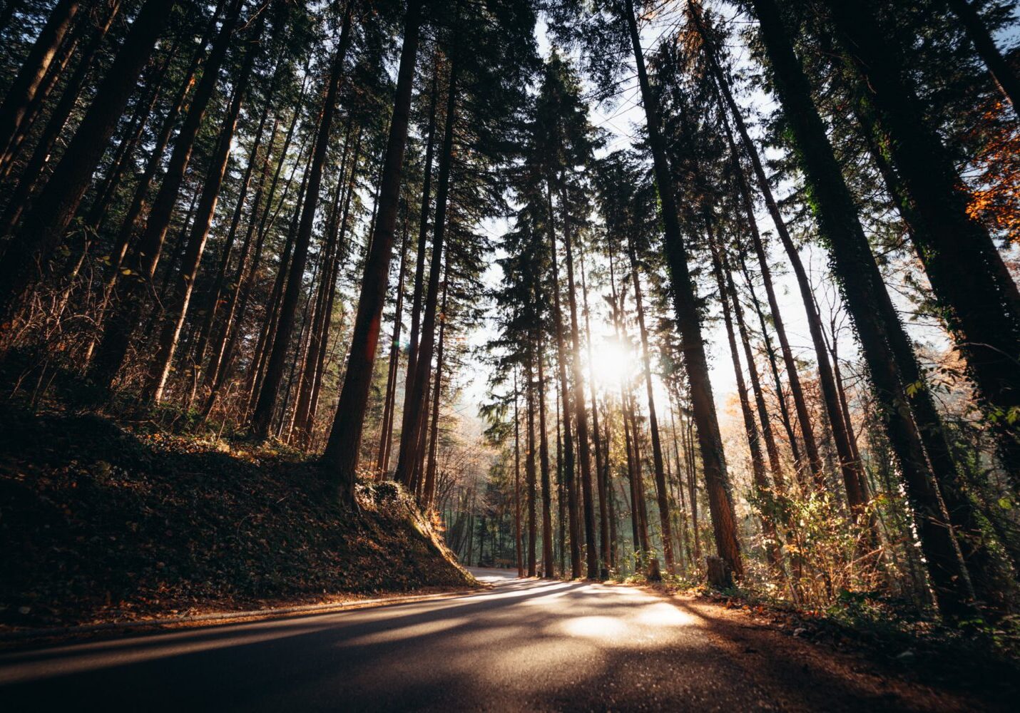 Nachhaltigkeit im Film, Wald